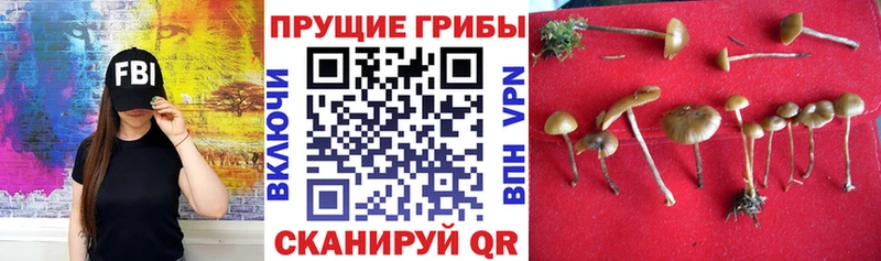 Галлюциногенные грибы мицелий  что такое   Сланцы 